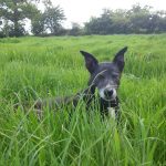 Reactive dogs, dog biting, fearful dogs, human aggressive dogs