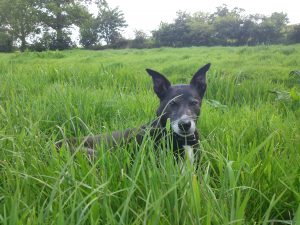 Reactive dogs, dog biting, fearful dogs, human aggressive dogs