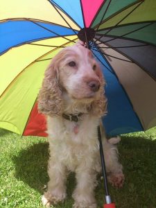 Cocker Spaniel behavioural issues, resource guarding, cocker rage