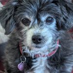 Dog Behaviour advice Norfolk