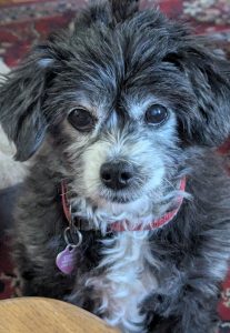 Dog Behaviour advice Norfolk