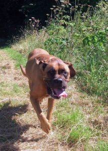 Mastiff, bull breed, recall, lead work, behavioural issues
