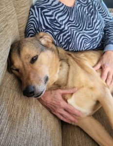 Rescue Dog, Romanian Rescue Dog, Street Dog, rehabilitation